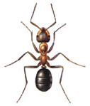 Mravenec lesní (Formica rufa L.) fotka